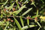 Shrubby St. Johnswort